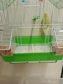 Pappagallo cocorito gabbia