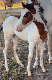 Puledro PAINT Horse