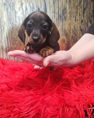 Cuccioli di bassotto color fulvo