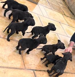 Cuccioli di cane corso