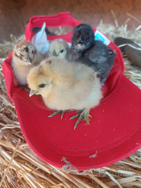 4 moroseta e 2 olivegger