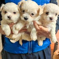 Cuccioli di maltese