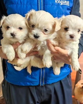 Cuccioli di maltese