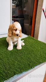 Cocker spaniel Inglese