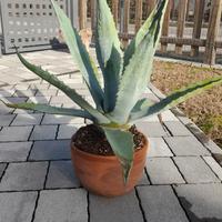 Agave americana