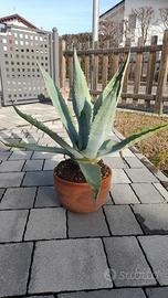 Agave americana