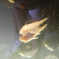 Ancistrus gold pesci pulitori