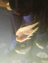 Ancistrus gold pesci pulitori