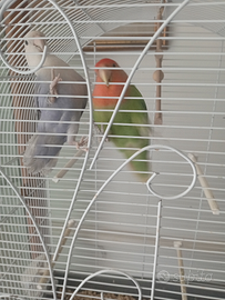 Vedo due inseparabili prezzo 80 l'uno, la gabbia l