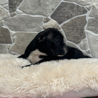 American Bully pocket