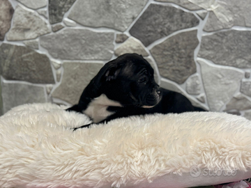 American Bully pocket