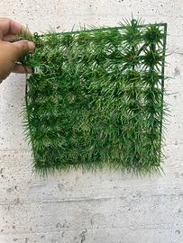 Allestimento acquario