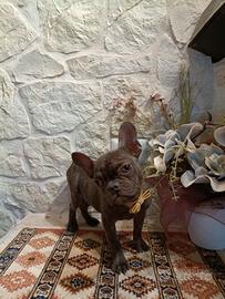 Bouledogue Francese cucciolo disponibile