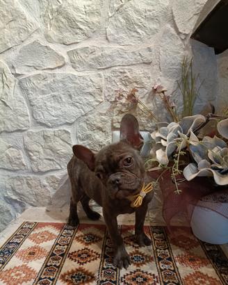 Bouledogue Francese cucciolo disponibile