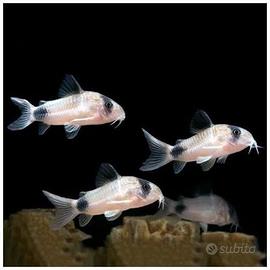 Corydoras panda 4 pesci