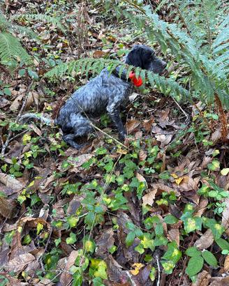 Setter Inglese