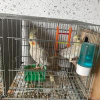 Pappagalli Calopsite