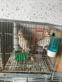 Pappagalli Calopsite