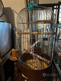 Gabbia pappagallo