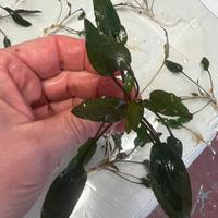Cryptocoryne wendtii brown