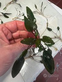 Cryptocoryne wendtii brown