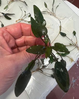 Cryptocoryne wendtii brown