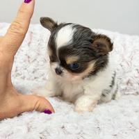 Chihuahua blu e tan pezzata