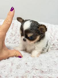 Chihuahua blu e tan pezzata