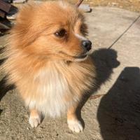 Cucciola di spitz pomerania nano