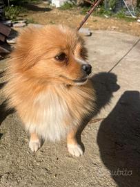 Cucciola di spitz pomerania nano