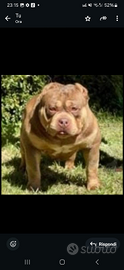 American bully