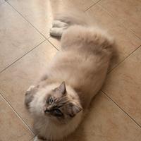 Gatto maschio Ragdoll disponibile per monta