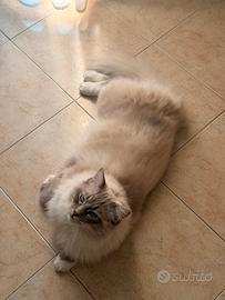 Gatto maschio Ragdoll disponibile per monta