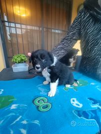 Cucciolo Border Collie femmina