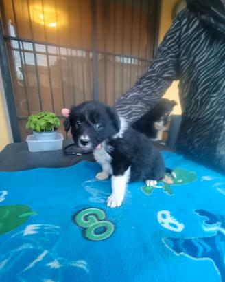 Cucciolo Border Collie femmina