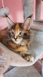 femmina maine coon occhi azzurri 