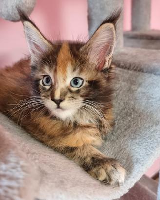 femmina maine coon occhi azzurri 