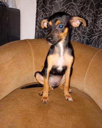 Cucciolo di princery