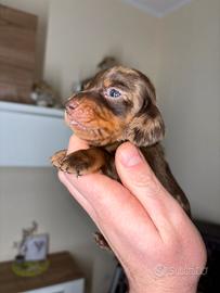 Cuccioli di Bassotto Tedesco