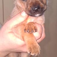 Cuccioli pincher