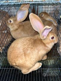 Vendita conigli fulvi