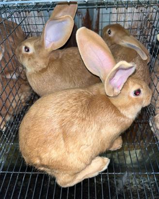 Vendita conigli fulvi