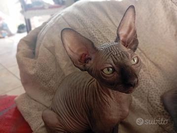 CANADiAN SPHyNX 