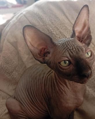 CANADiAN SPHyNX 