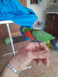 Lori arcobaleno