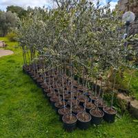 Alberi olivo