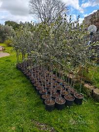 Alberi olivo