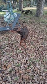 Dobermann marrone