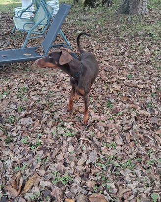 Dobermann marrone