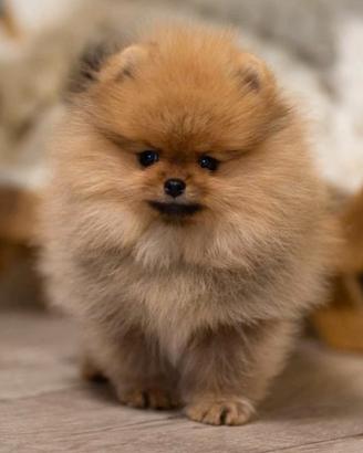 Spitz di Pomerania Mini 
